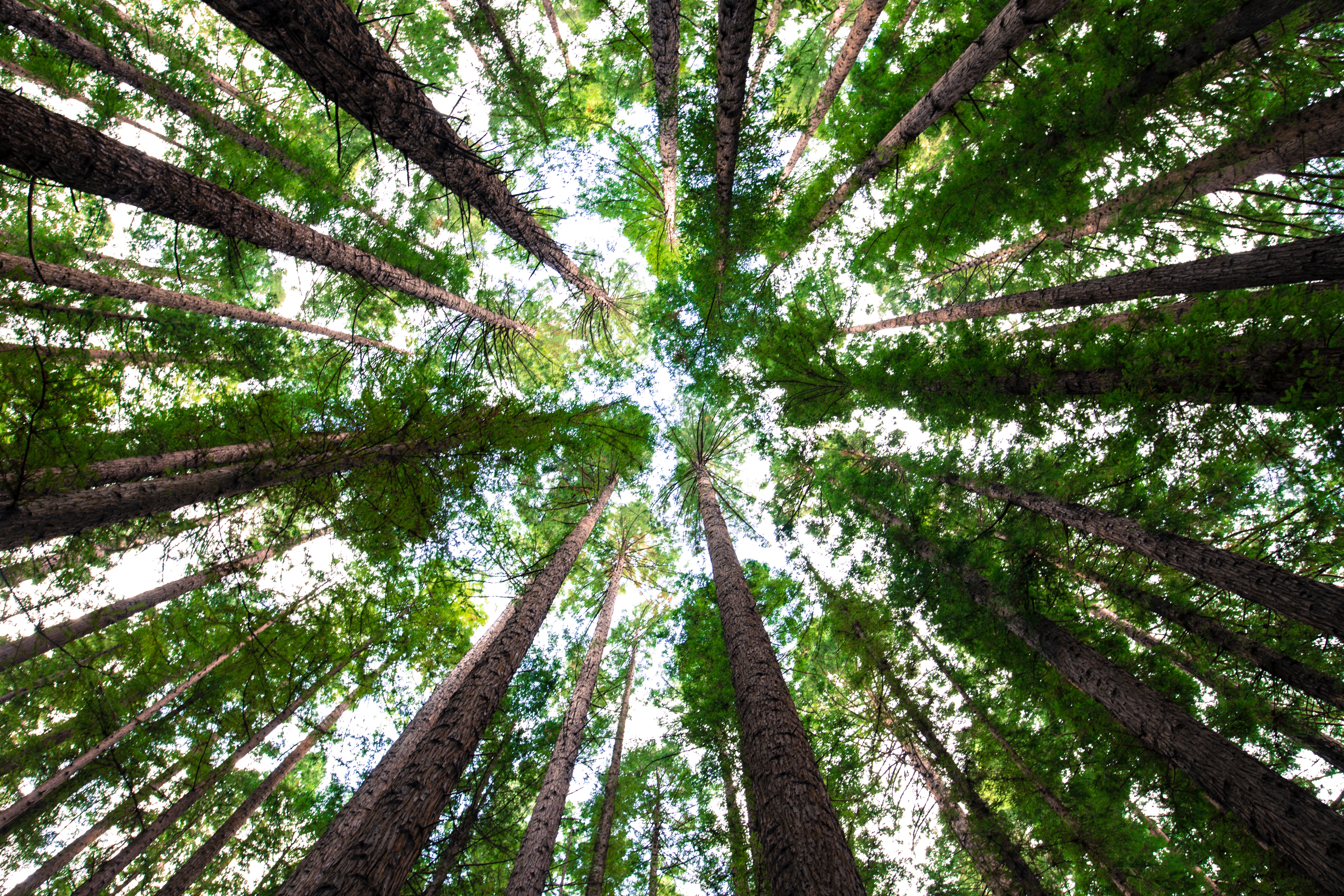 Trees 